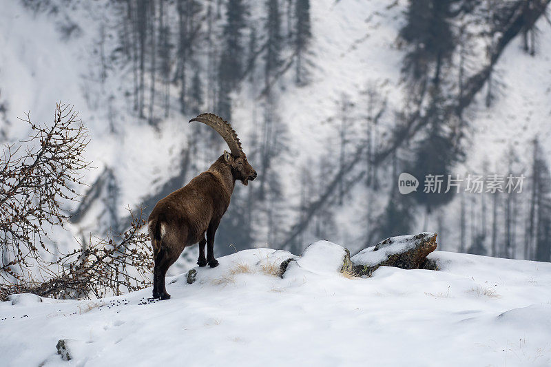 意大利valsavarenche Val D 'aosta，高山野山羊在冬季下雪环境中的大雄性